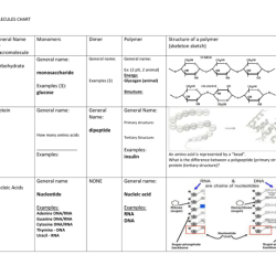 Macromolecule comparison table answers key