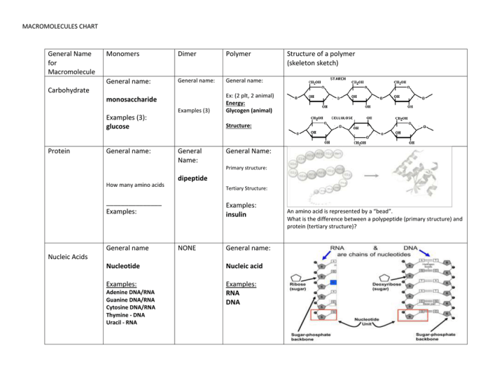 Macromolecule comparison table answers key