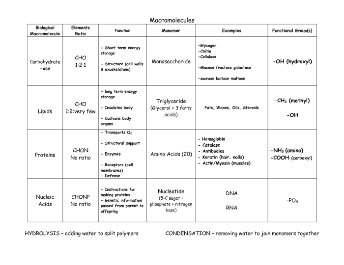 Macromolecule comparison table answers key