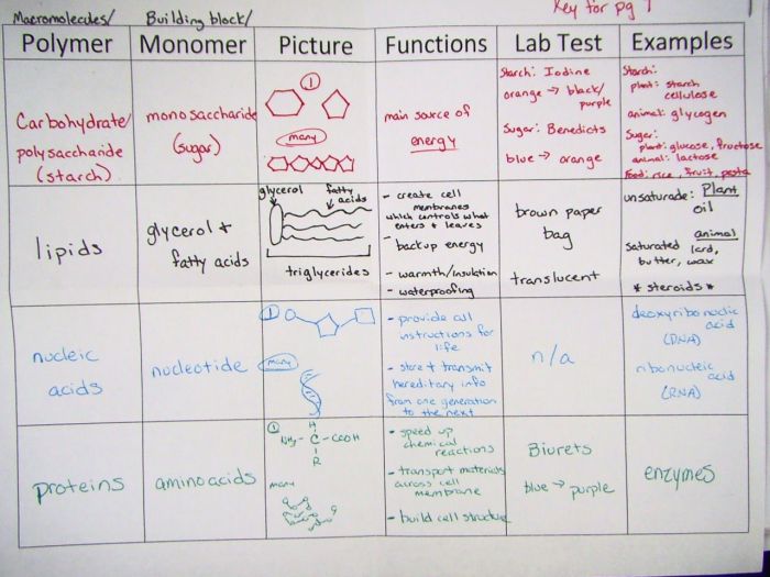 Macromolecule comparison table answers key