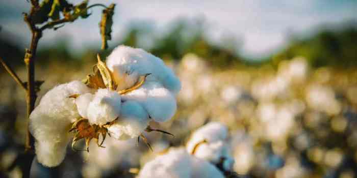 November cotton flower ap lit answers