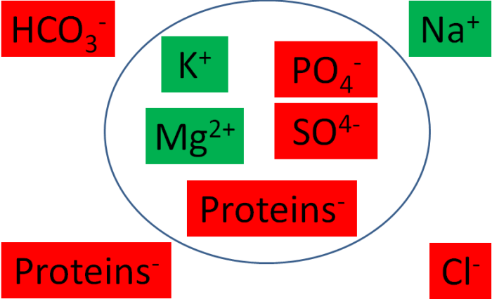 Which of the following is true about calcium homeostasis