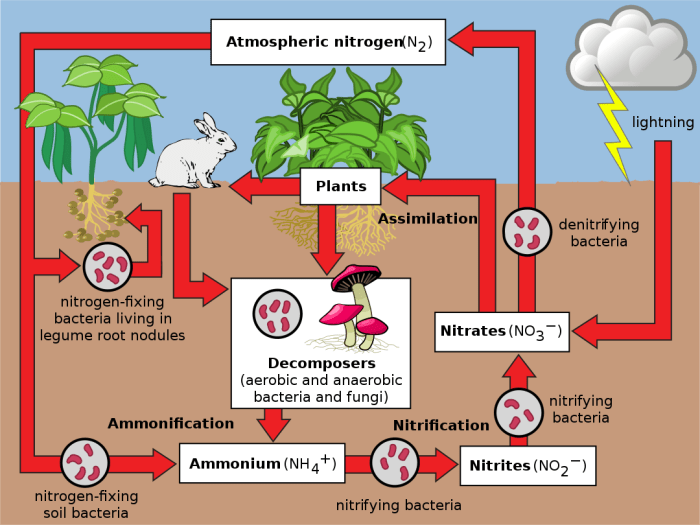 The nitrogen cycle could not exist without .