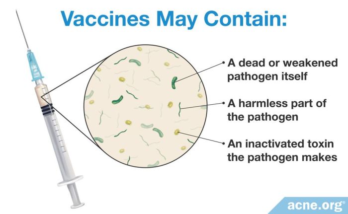 Which best describes how a vaccine works apex