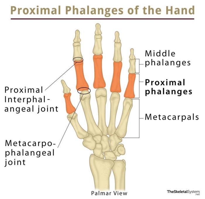 The highlighted structure articulates with which structure and bone