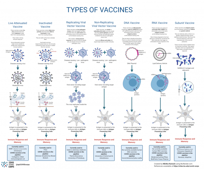 Which best describes how a vaccine works apex