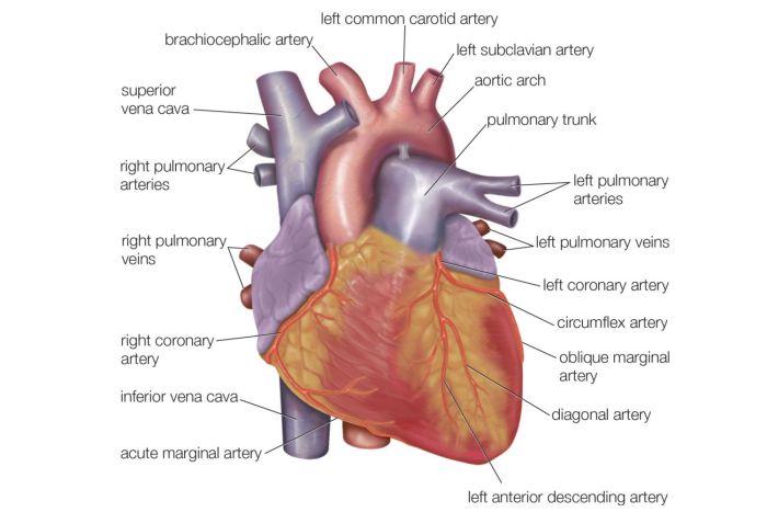 Correctly label the following external anatomy of the anterior heart.