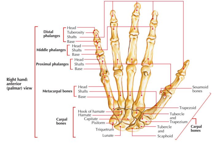 The highlighted structure articulates with which structure and bone