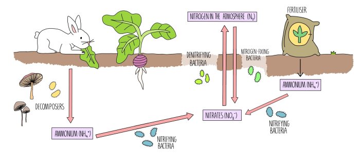 Nitrogen cycle bacteria