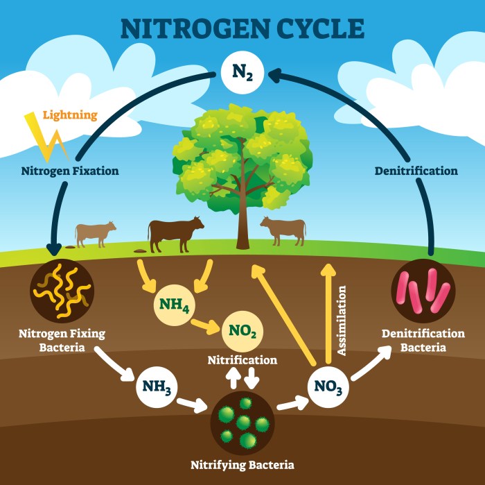 The nitrogen cycle could not exist without .