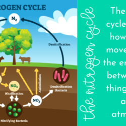 Nitrogen