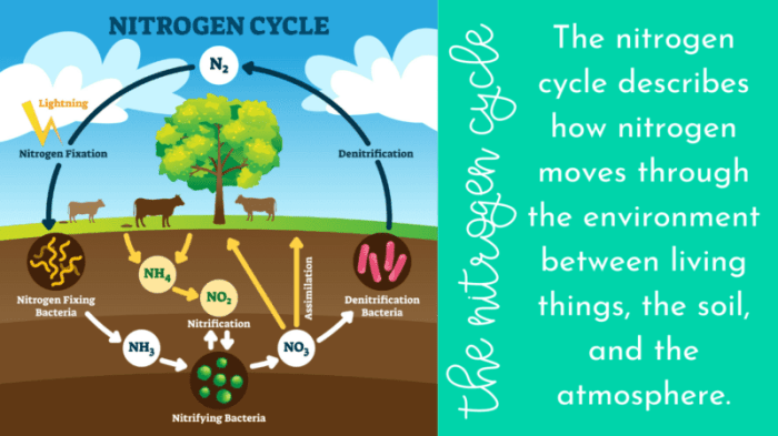 Nitrogen