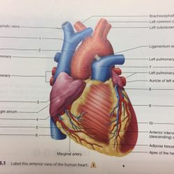 Correctly anatomy label external following solved posterior heart homework help chapter work transcribed problem text been show has