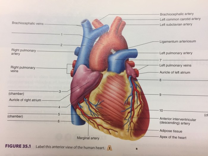 Correctly anatomy label external following solved posterior heart homework help chapter work transcribed problem text been show has